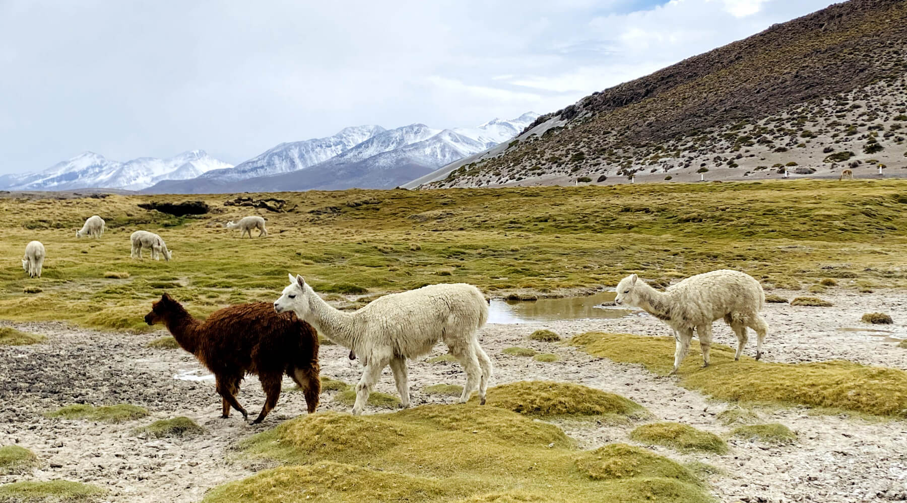 Bunte Alpaka Herde läuft im grünen Andengebirge von Peru