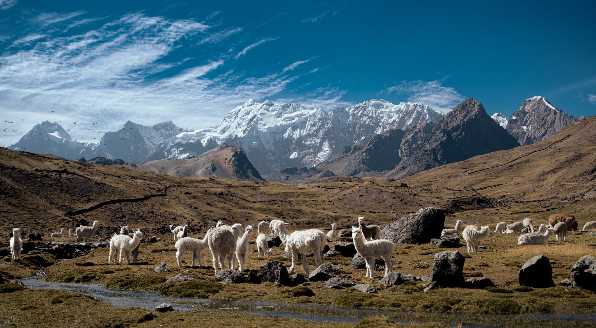 Weiße Alpaka Herde in den Anden von Peru vor schneebedeckten Bergen