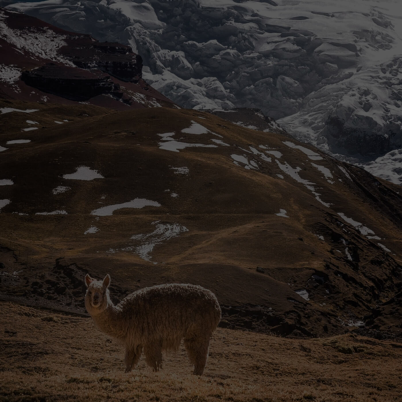 Alpaka mit dichtem Fell vor schneebedeckten Bergen in Peru
