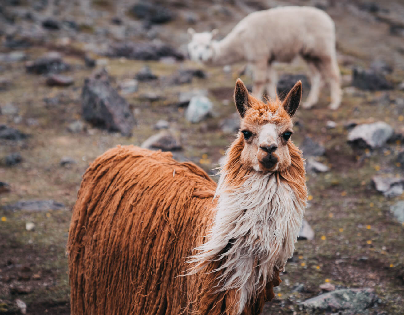 Zweifarbiges Alpaka in der Natur mit wehendem Fell