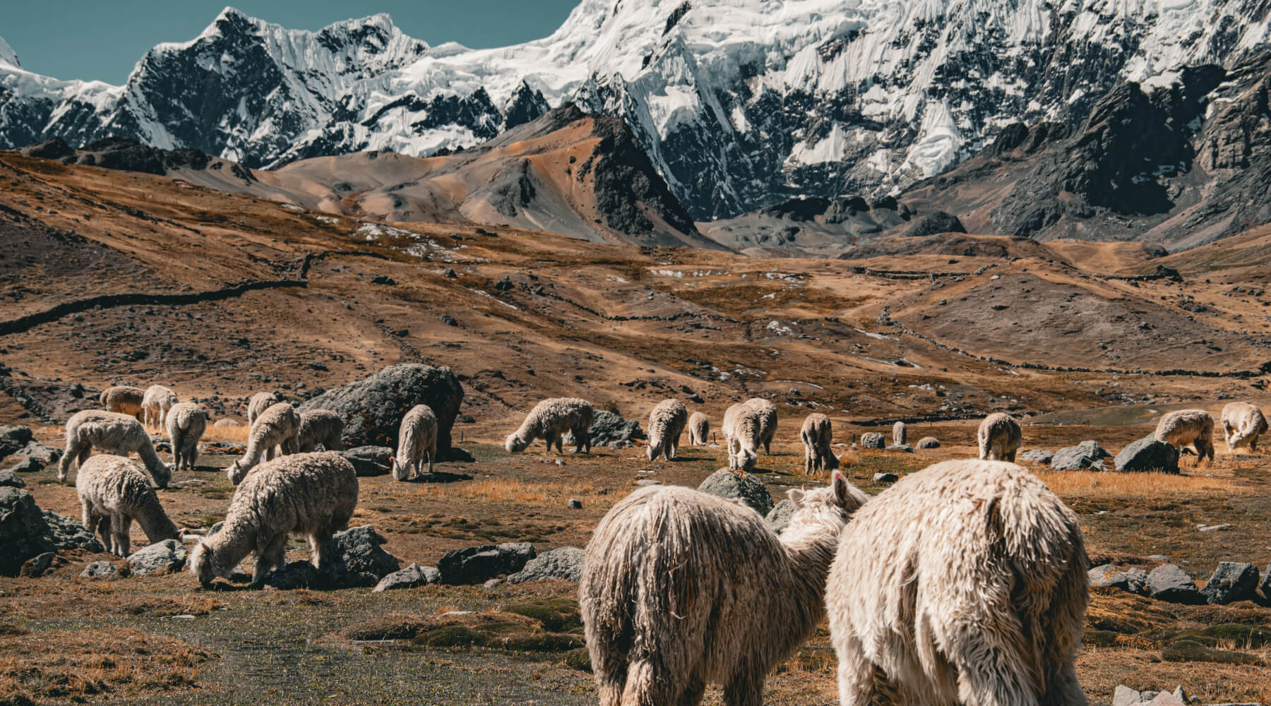Alpaka Herde vor schneebedeckten Bergen im Andengebirge von Peru