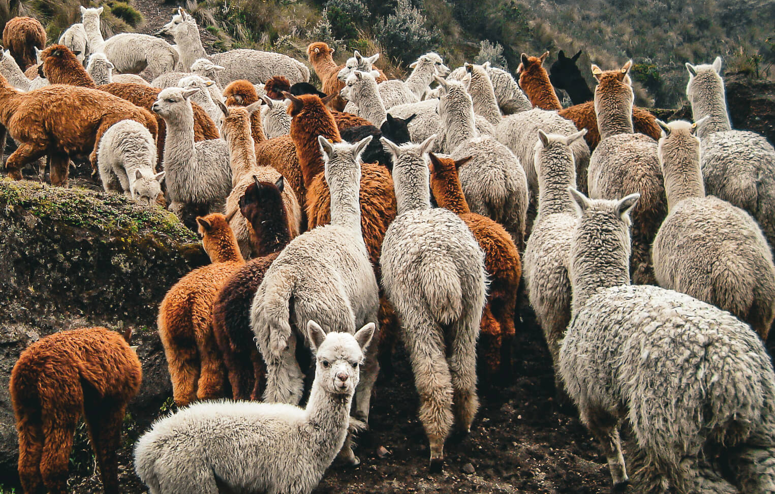 Bunte Alpaka Herde und ein kleines Baby Alpaka blickt zurück