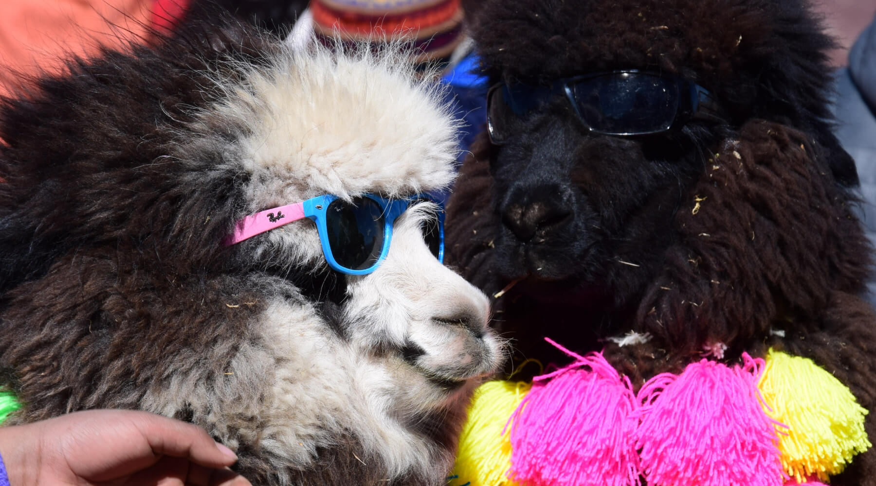 Zwei Alpakas lustig mit Sonnenbrille