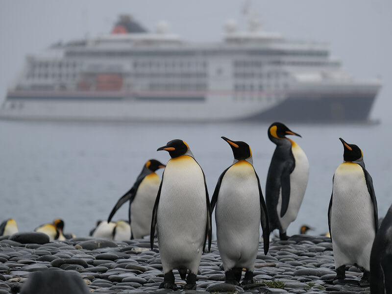 Pinguine mit Antarktis Kreuzfahrtschiff im Hintergrund