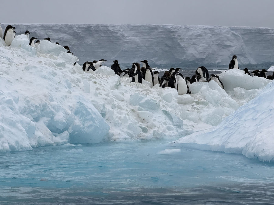 Pinguine auf Eis in der Antarktis